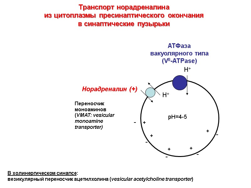 Транспорт норадреналина  из цитоплазмы пресинаптического окончания  в синаптические пузырьки В холинергическом синапсе: